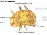 Lymph node structure