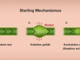Starling Mechanismus (Manuelle Lymphdrainage) 