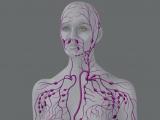 Lymphatic System Video